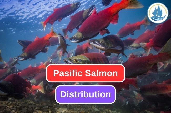 Exploring the Distribution of North Pacific Salmon